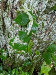 Cameraria guttifinitella