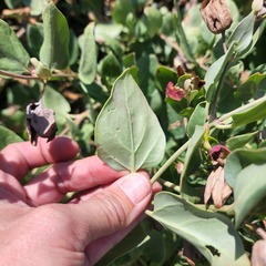 Mirabilis multiflora
