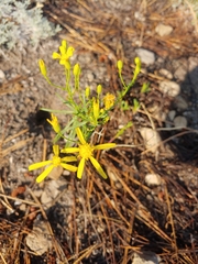 Senecio spartioides