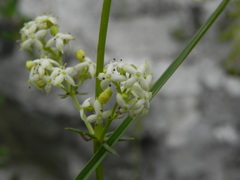 Galium lucidum