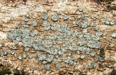 Buellia griseovirens