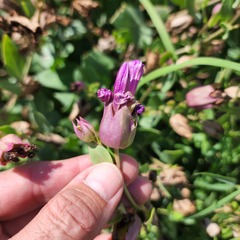 Mirabilis multiflora