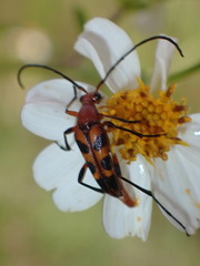 Strangalia sexnotata