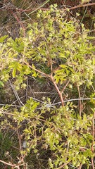 Potentilla paradoxa