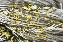 Candelariella