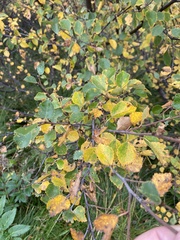 Betula pubescens pumila