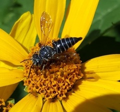 Coelioxys modestus