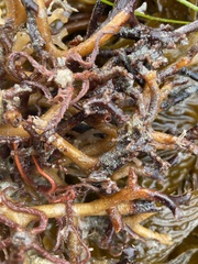 Ophiothrix spiculata