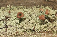 Cladonia ramulosa