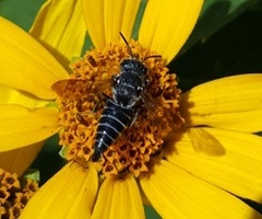 Coelioxys modestus