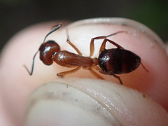Camponotus inaequalis