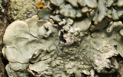Flavoparmelia soredians