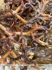 Ophiothrix spiculata