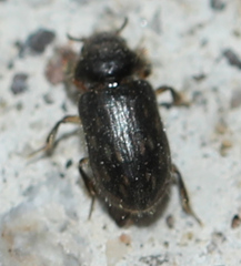 Heterocerus fenestratus