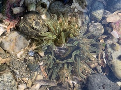 Anthopleura artemisia