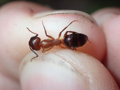 Camponotus inaequalis