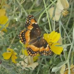 Chlosyne californica