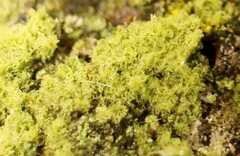 Klebsormidium crenulatum