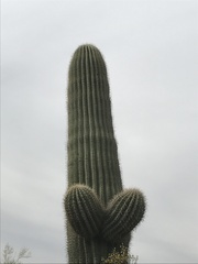 Carnegiea gigantea