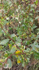 Salix phylicifolia