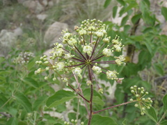 Aralia humilis