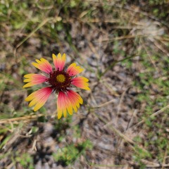 Gaillardia pulchella