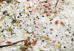 Leptorhaphis atomaria