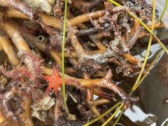 Ophiothrix spiculata