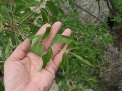 Aralia humilis