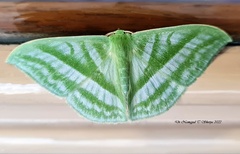 Mixochlora argentifusa