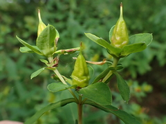 Hypericum perforatum