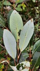 Salix phylicifolia