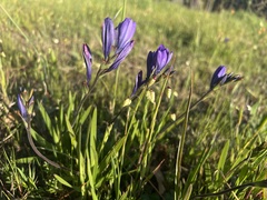 Babiana angustifolia