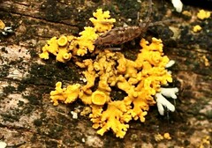 Xanthoria