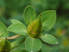 Hypericum perforatum