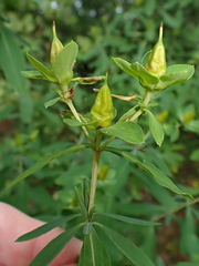 Hypericum perforatum