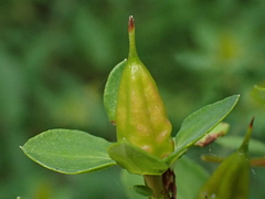 Hypericum perforatum