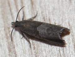 Dichrorampha acuminatana