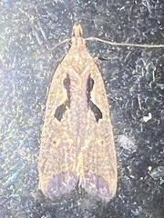 Dichomeris bilobella