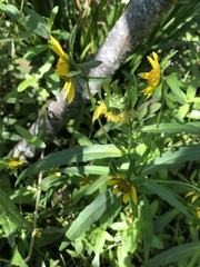 Bidens cernua