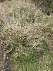 Deschampsia cespitosa