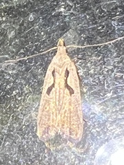 Dichomeris bilobella