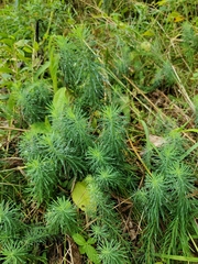 Euphorbia cyparissias