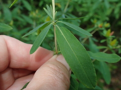 Hypericum perforatum