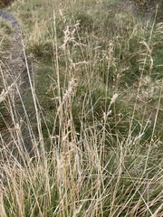 Deschampsia cespitosa
