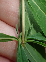 Hypericum perforatum