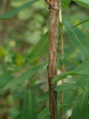 Hypericum perforatum