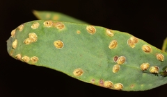 Chrysomphalus dictyospermi