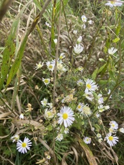 Erigeron