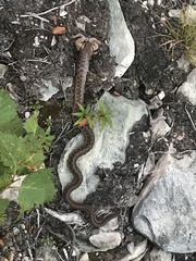 Thamnophis sirtalis pallidulus